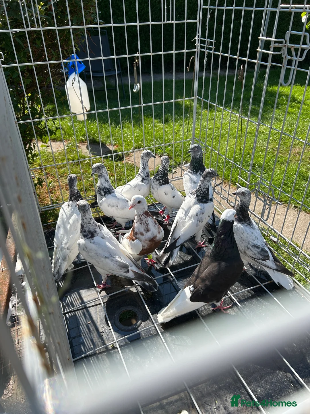 Pigeons birds for sale: Budapest  - Advert 2