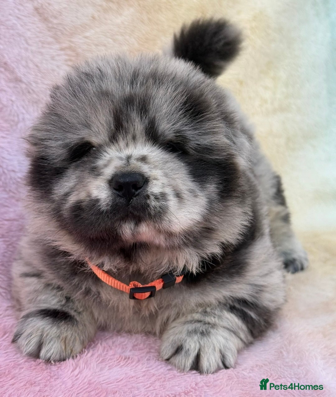 Chow Chow dogs for sale: American Blood Line Chow Chow Puppies  - Advert 9