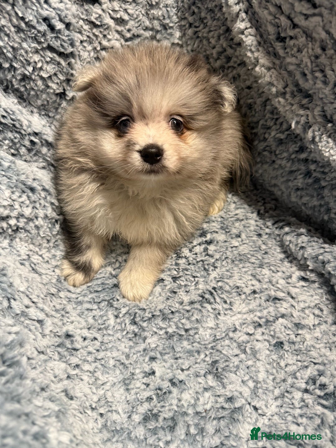 Pomeranian dogs for sale: Puppies Ready for new homes  - Advert 24
