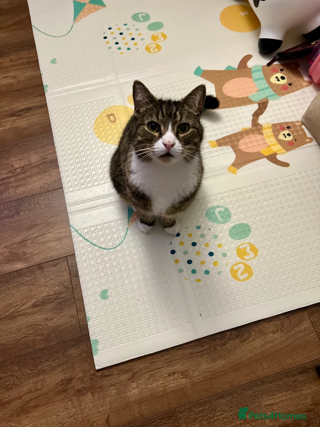 Domestic Shorthair cats for sale: FREE Ginger tabby male cat looking forever home - Advert 2