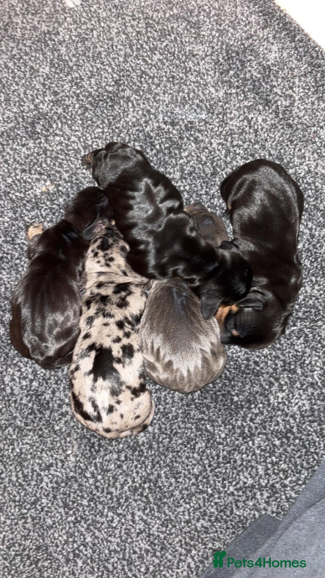 Miniature Dachshund dogs for sale: Outstanding Quality True miniature dachshunds - Advert 11