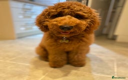 Goldendoodle dogs for sale: Dark red multigenerational standard Goldendoodle - Image 13