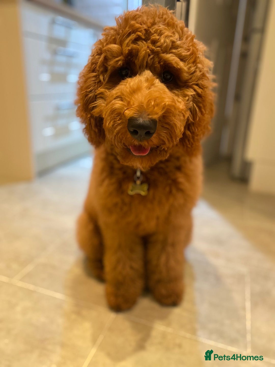 Goldendoodle dogs for sale: Dark red multigenerational standard Goldendoodle - Image 13