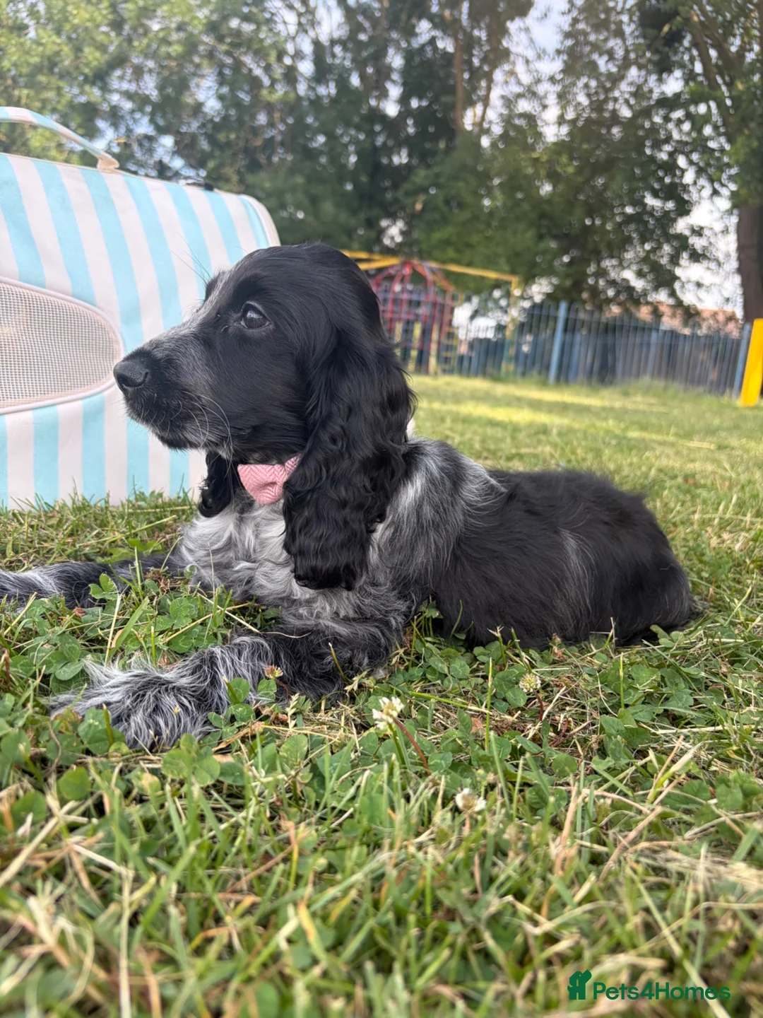 Cocker Spaniel dogs for sale: Show blue Rome cocker  - Advert 7