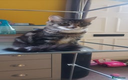 Mixed Breed cats for sale: Kittens - Image 6