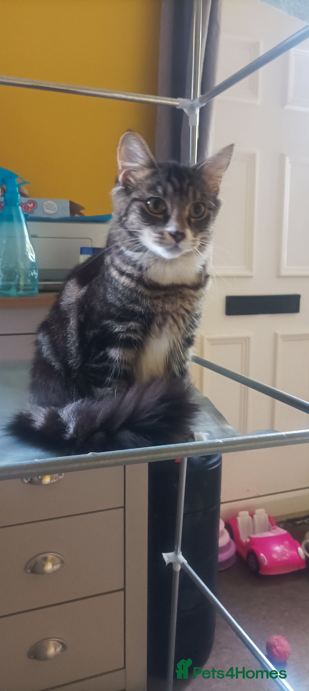 Mixed Breed cats for sale: Kittens - Image 6