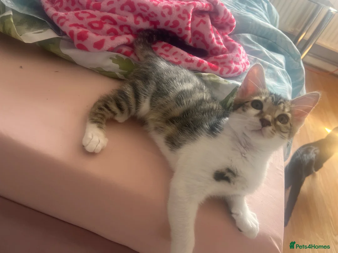 Mixed Breed cats for sale: Kitty  - Advert 3