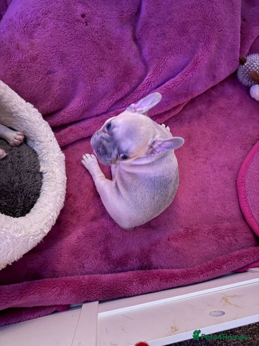 French Bulldog dogs for sale: Three French Bulldog Puppies Available - Advert 5