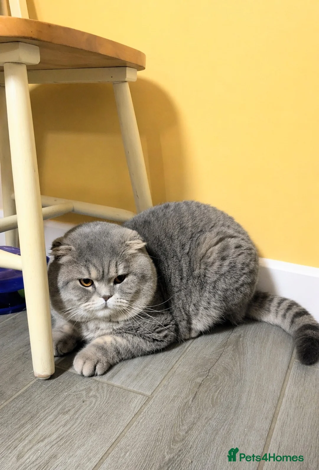 Scottish Fold cats for stud: A beautiful Scottish Fold boy for stud duties  - Advert 4