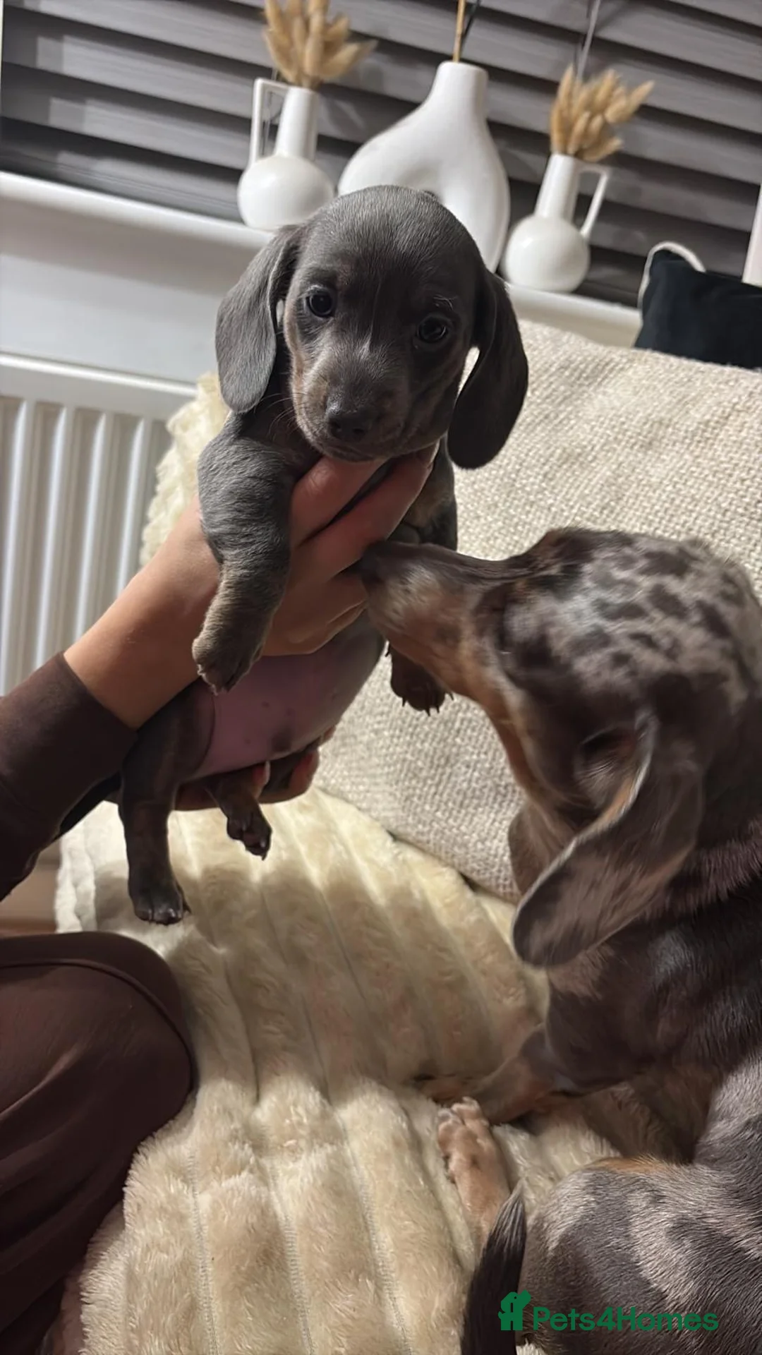 Dachshund dogs for sale: Blue and Tan Dachshunds  - Advert 9