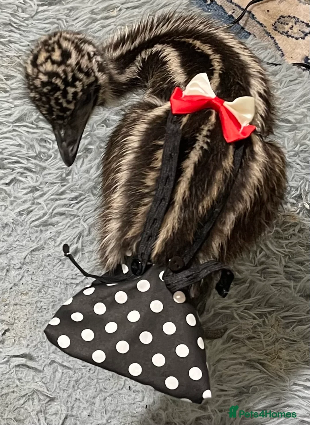 Emus poultry for sale: Emu Chick - Advert 2