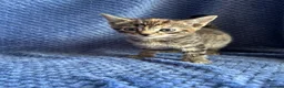 Maine Coon cats for sale: Maine coon x  - Advert 8