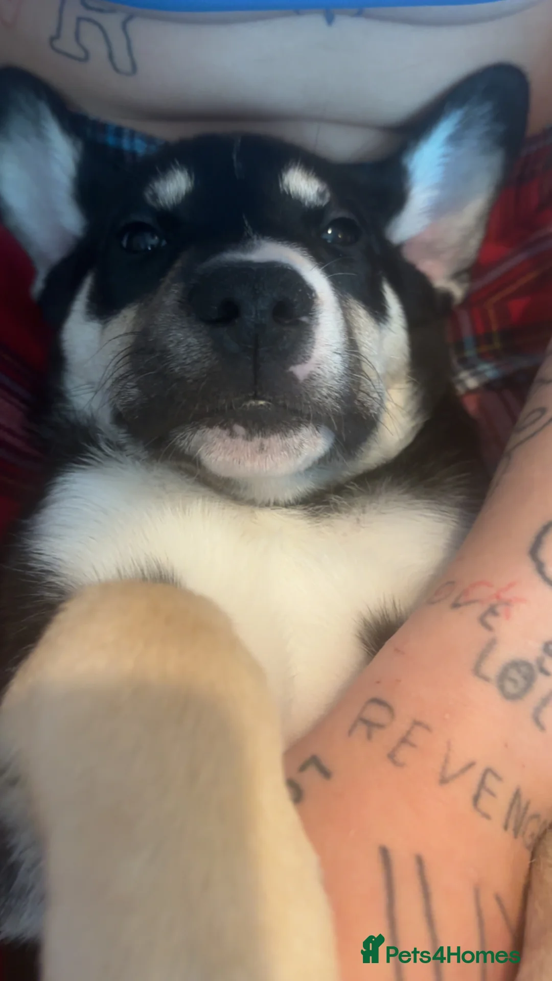 Mixed Breed dogs for sale: Husky X Frenchie  - Advert 1