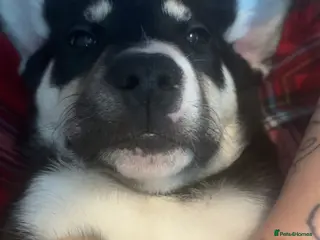 Mixed Breed dogs Husky X Frenchie - Advert 4