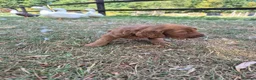 Cockapoo dogs for sale: F1 Cockapoo Puppies - Advert 14