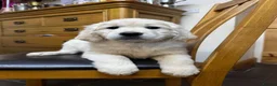 Golden Retriever dogs for sale: Seriously chunky & Fluffy babies - Advert 9