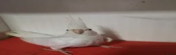 Cockatiels birds for sale: White faced Lutino cockatiel female  - Advert 1