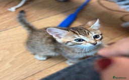 Mixed Breed cats for sale: Cute Kittens - Image 8