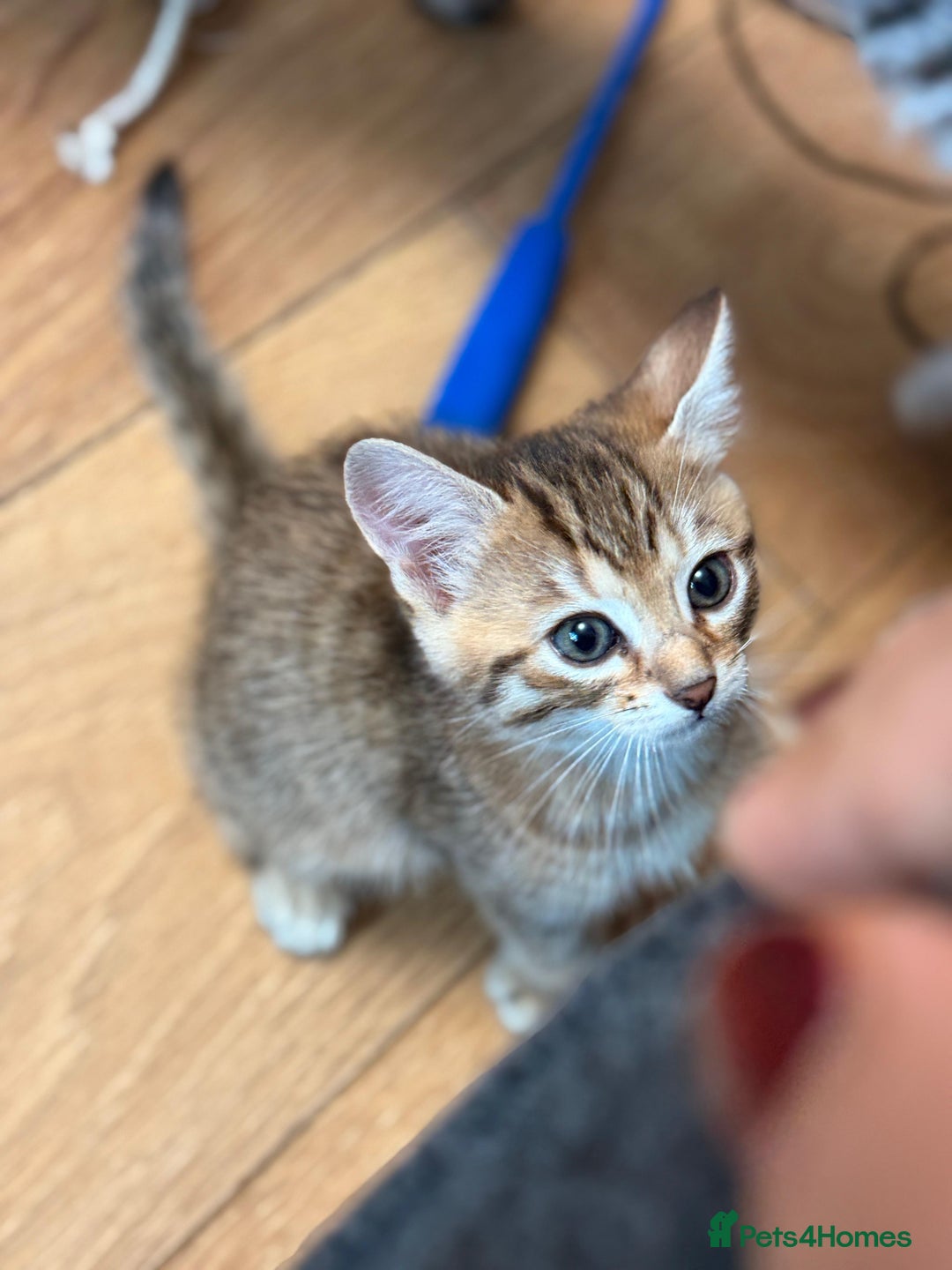 Mixed Breed cats for sale: Cute Kittens - Image 8