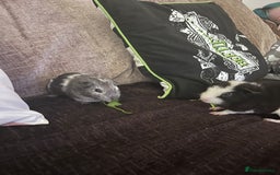Guinea Pig rodents for sale: X2 male guinea pigs - Image 1