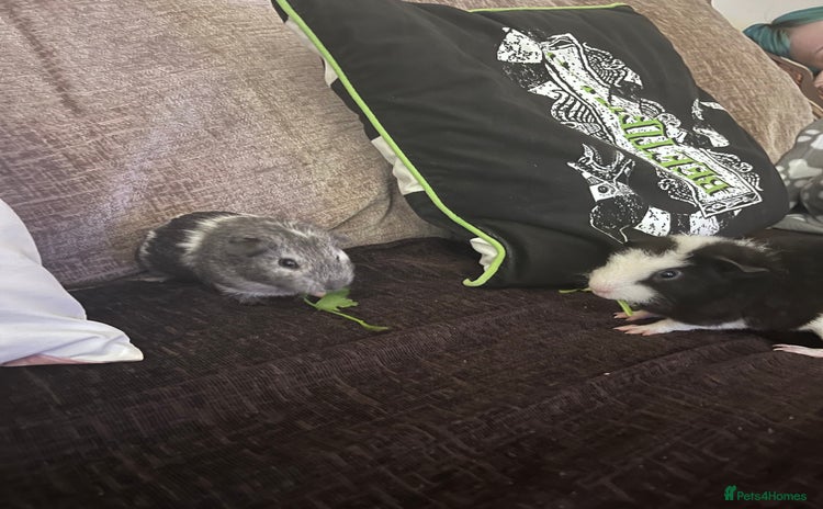 Guinea Pig rodents - Advert 1