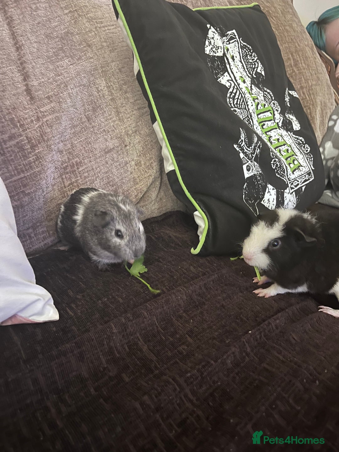 Guinea Pig rodents for sale: X2 male guinea pigs - Image 1