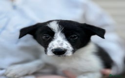 Border Collie dogs for sale: 8 week old border collie puppies  - Advert 5