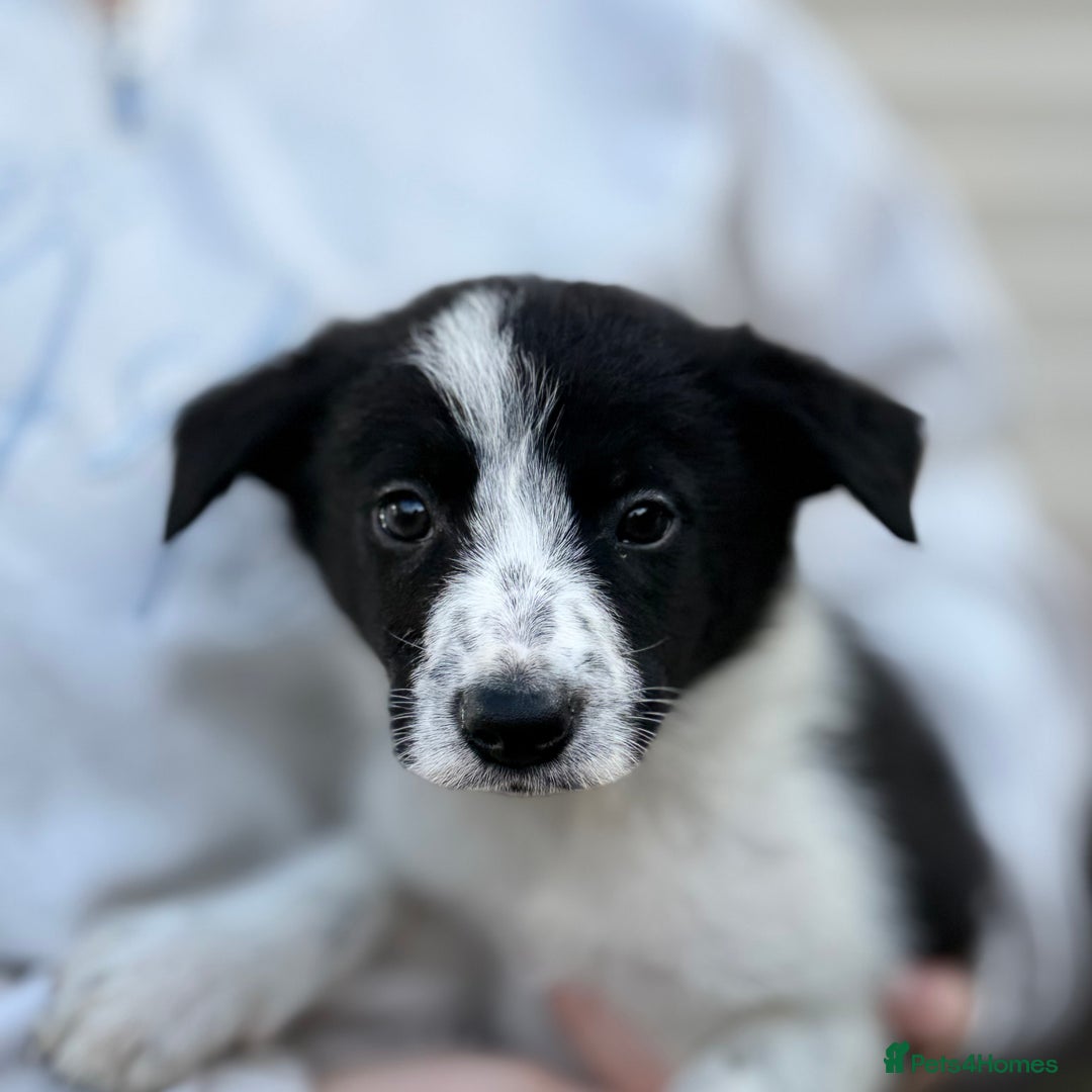 Border Collie dogs for sale: 8 week old border collie puppies  - Advert 5