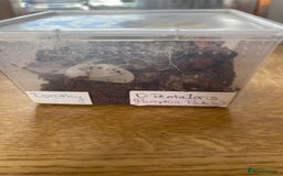 Tarantulas invertebrates for sale: Juvenile Grammastola Pulchra and D Pentaloris - Image 2