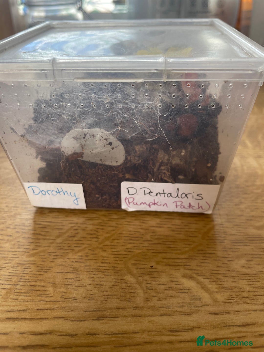 Tarantulas invertebrates for sale: Juvenile Grammastola Pulchra and D Pentaloris - Image 2
