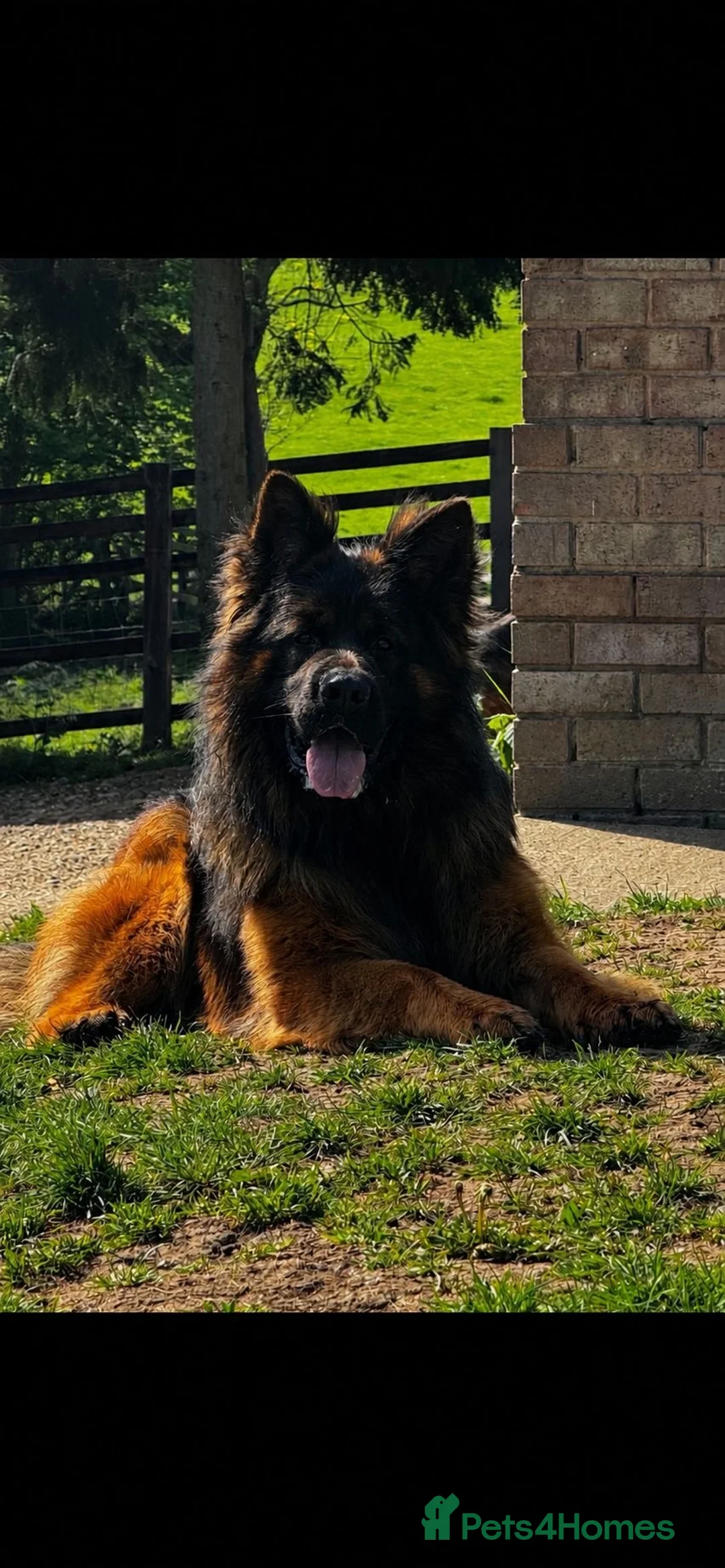 German Shepherd dogs for stud: ⭐️ Vonrocka tajfun ⭐️ - Advert 1