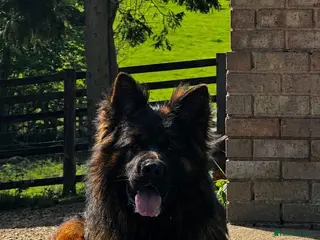 German Shepherd dogs ⭐️ Vonrocka tajfun ⭐️ - Advert 1