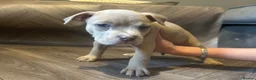 American Bully dogs for sale: American pocket bully’s  - Advert 9