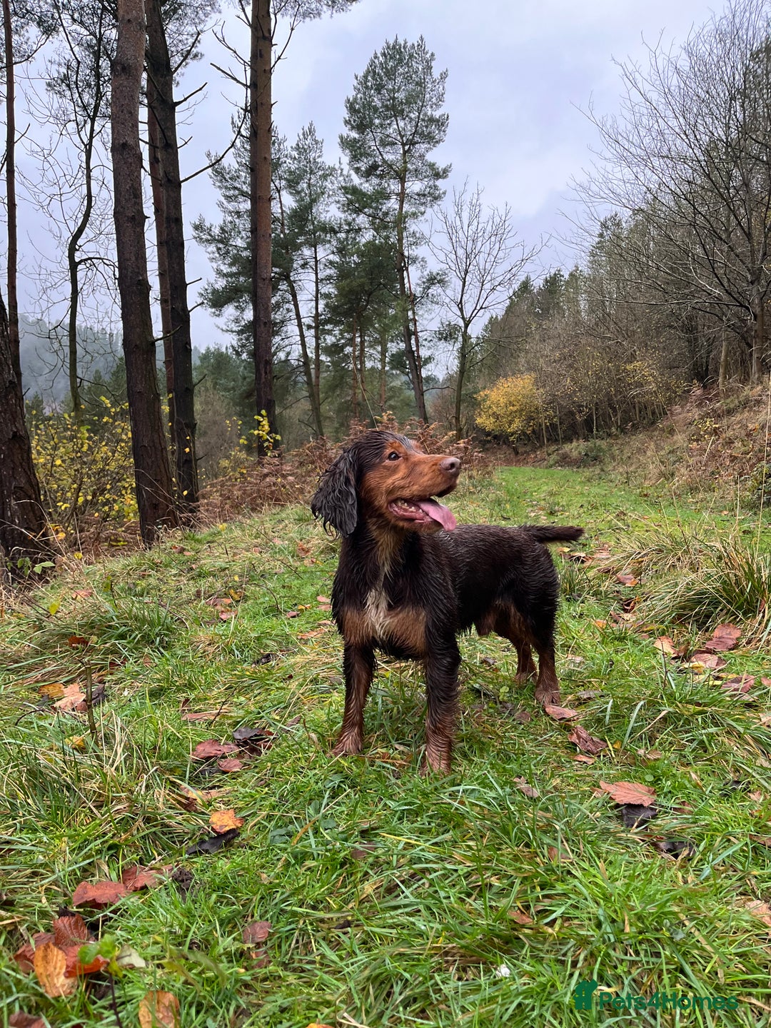 Cocker Spaniel dogs for stud: Cocker Spaniel stud  - Advert 22