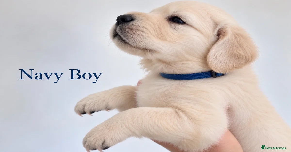 Worming treatments Golden Retriever Puppies for sale | Pets4Homes