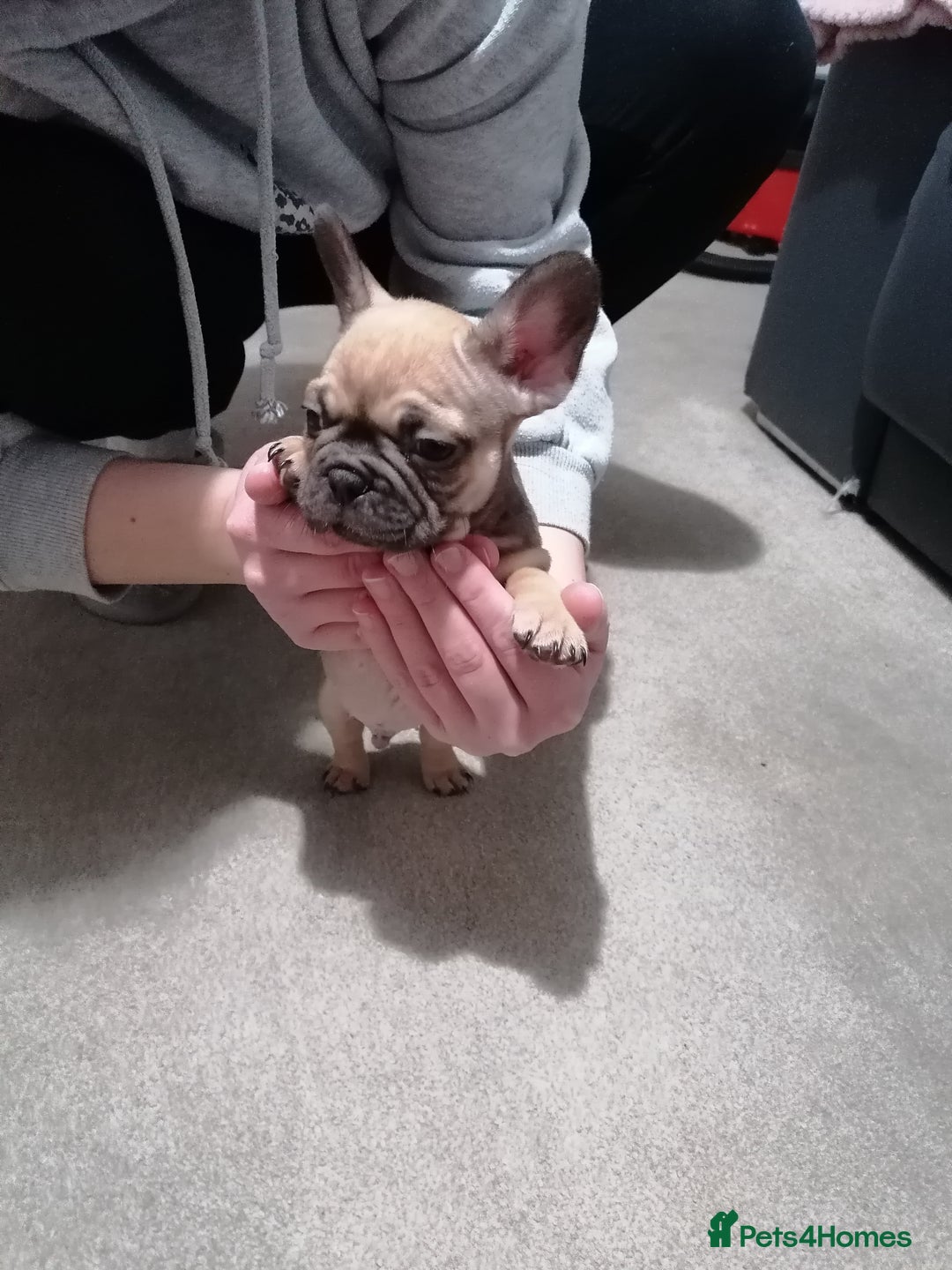 French Bulldog dogs for sale: Gorgeous French bulldog puppies Just 1 girl left!  - Advert 14