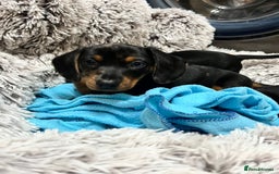 Dachshund dogs for sale: Mini dachshund puppies - Image 6