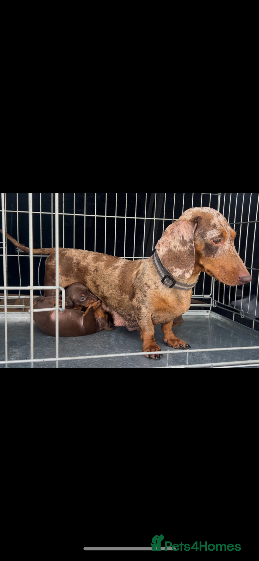 Miniature Dachshund dogs for sale: Dachund  - Image 6