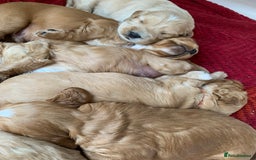 Cockapoo dogs for sale: Cockapoo puppies - Image 1