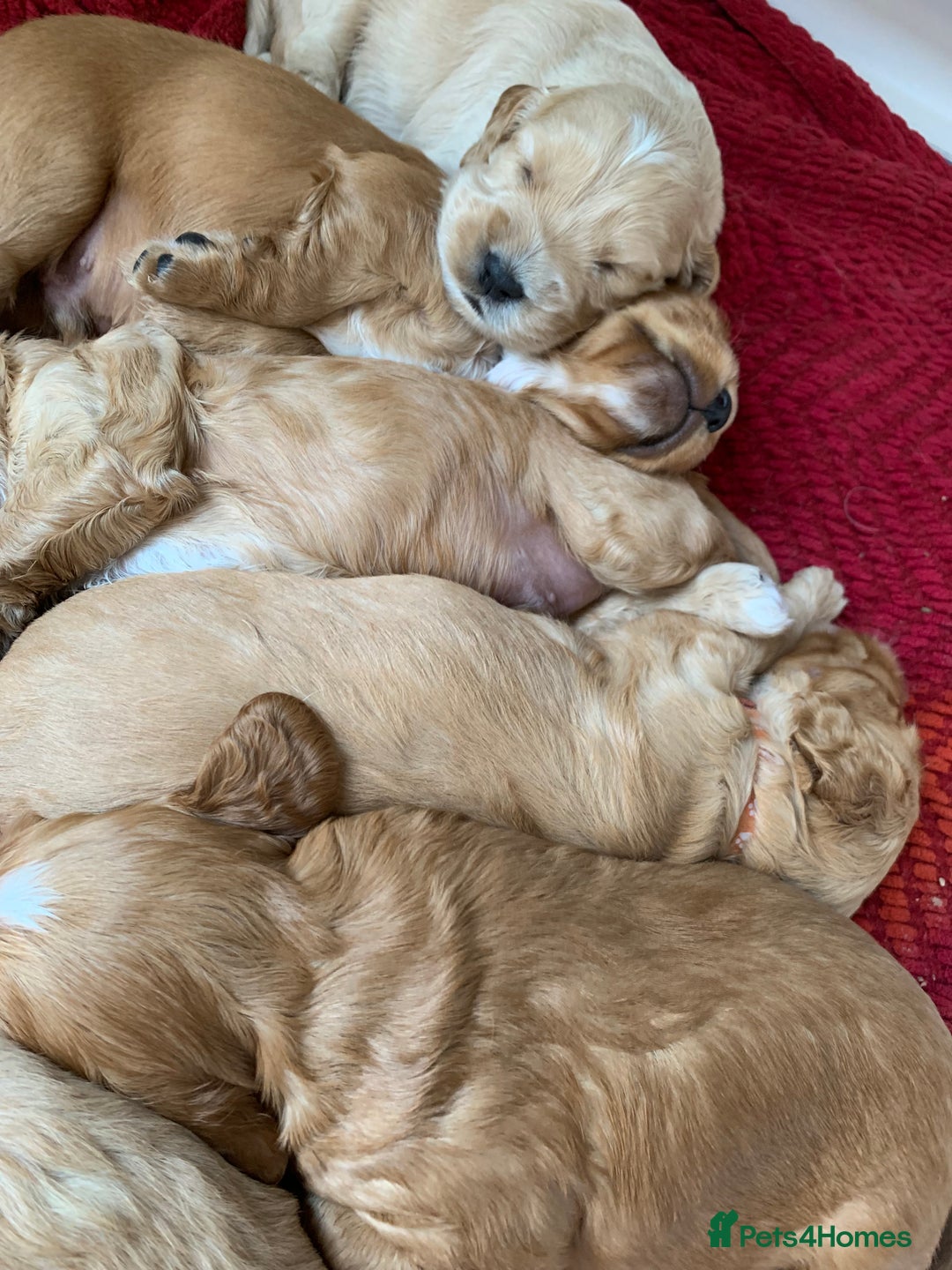 Cockapoo dogs for sale: Cockapoo puppies - Image 1