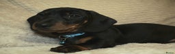 Miniature Dachshund dogs for sale: Kennel club registered champion bloodline. - Advert 1