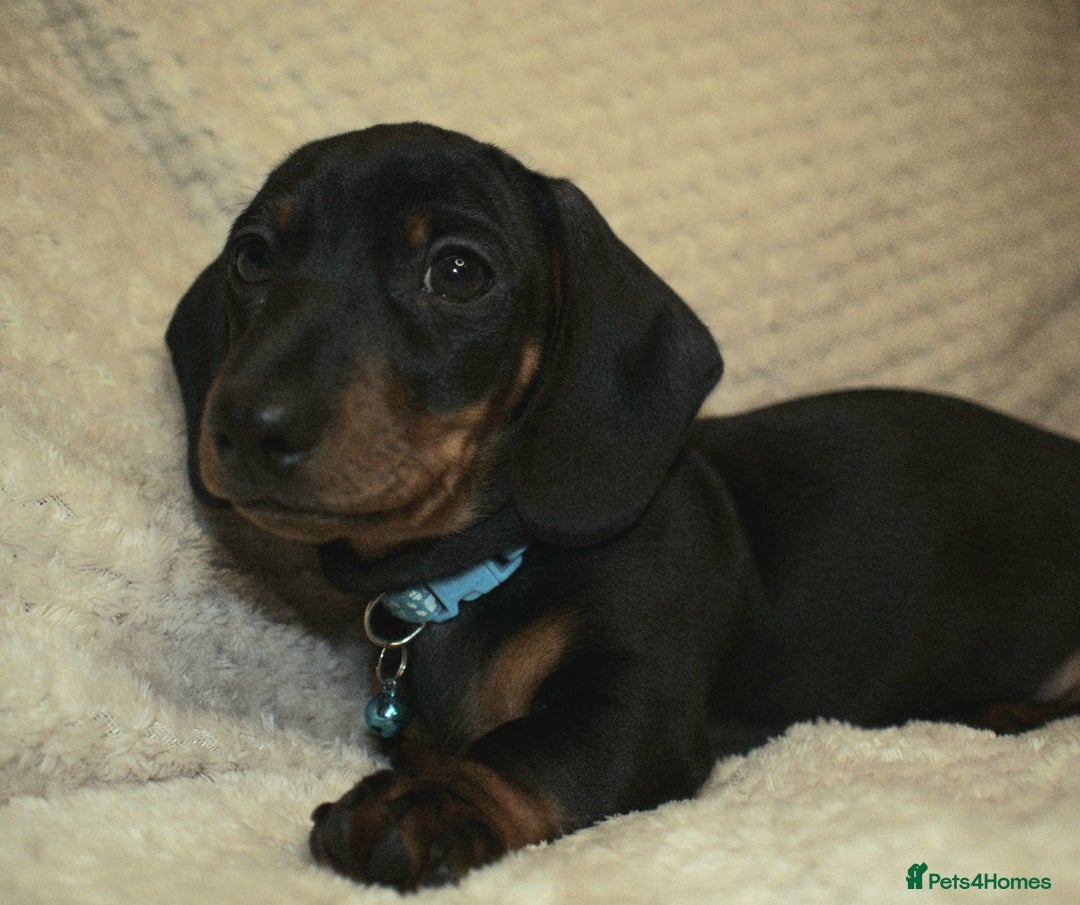 Miniature Dachshund dogs for sale: Kennel club registered champion bloodline. - Advert 1
