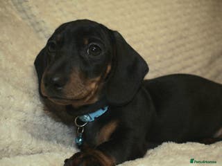 Miniature Dachshund dogs Kennel club registered champion bloodline. - Advert 3
