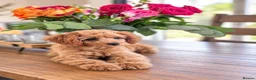 Cockapoo dogs for sale: 1 female Cockerpoo fully vaccinated  - Advert 13