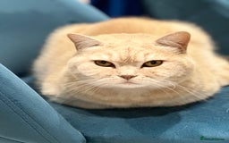 Mixed Breed cats for sale: Mimi. - Image 2