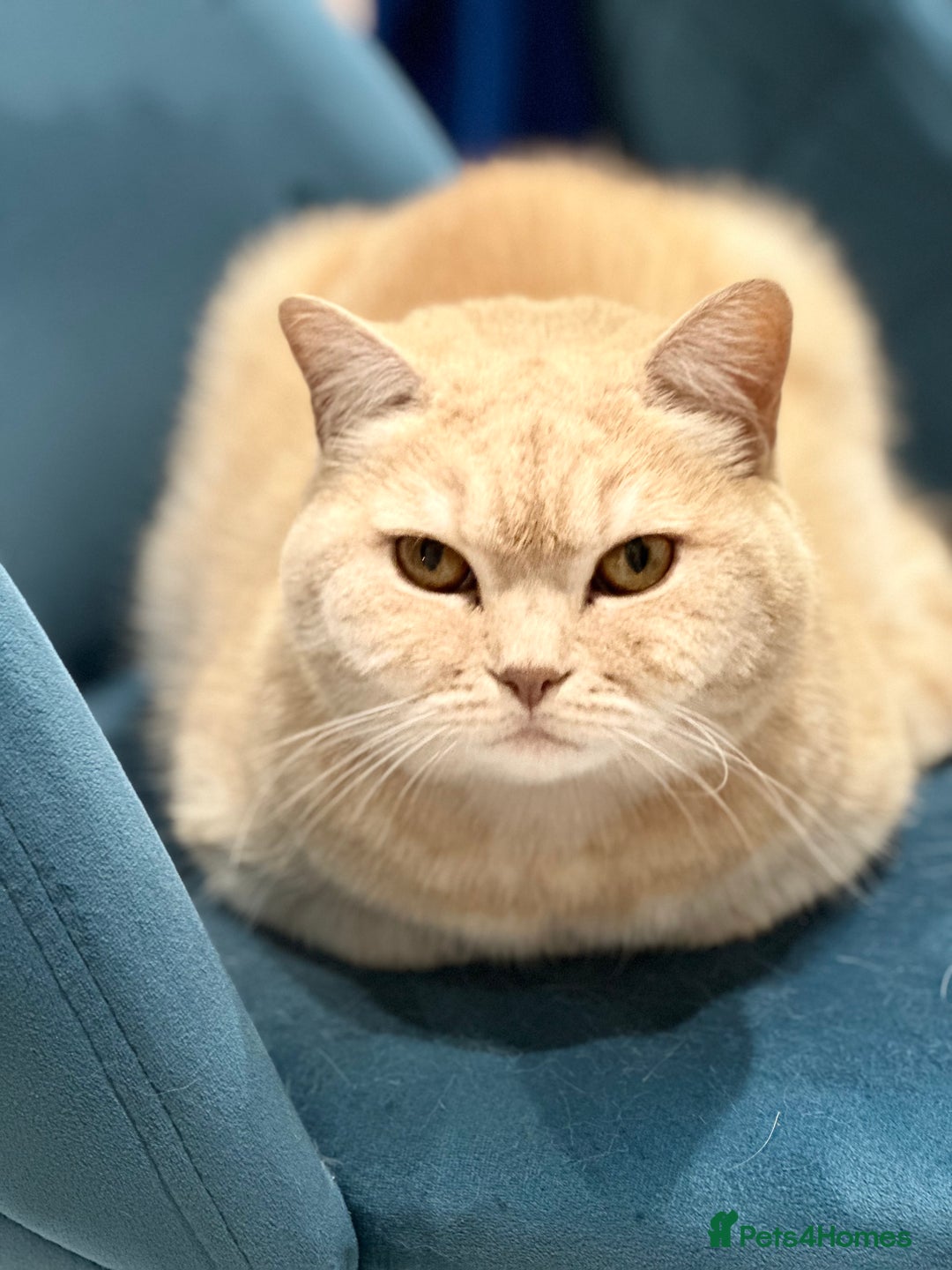 Mixed Breed cats for sale: Mimi. - Image 2