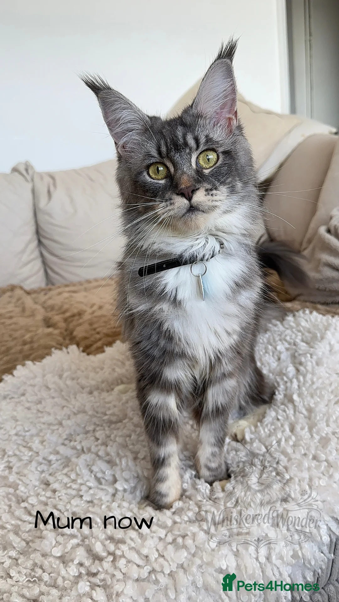 Maine Coon cats for sale: One of a kind champion line XL Maine coon kitten  - Advert 2