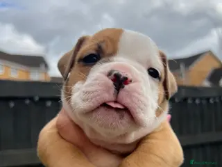 Old Tyme Bulldog dogs 8 Chunky beautiful Old Tyme Bulldog Puppies - Advert 4