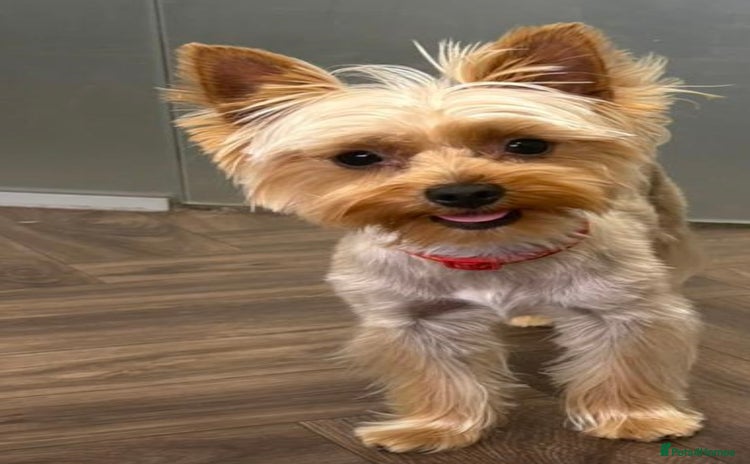 Yorkshire Terrier dogs - Advert 1