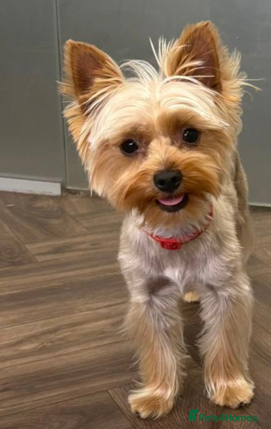 Yorkshire Terrier dogs for sale: Yorkshire mini boy - Image 1